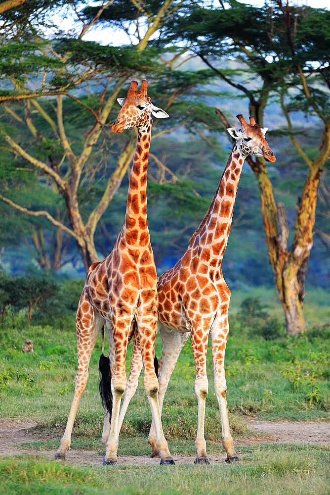 Rothschild's Giraffes (Giraffa camelopardalis rothschildi), fight, Lake Nakuru, Kenya, Africa