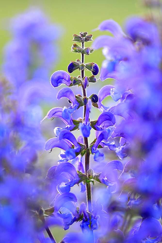 Meadow Clary (Salvia pratensis), Labiates (Lamiaceae), medicinal plant, rough pastures, Jungnau, Upper Danube nature park Park, Baden-Wuerttemberg, Germany, Europe