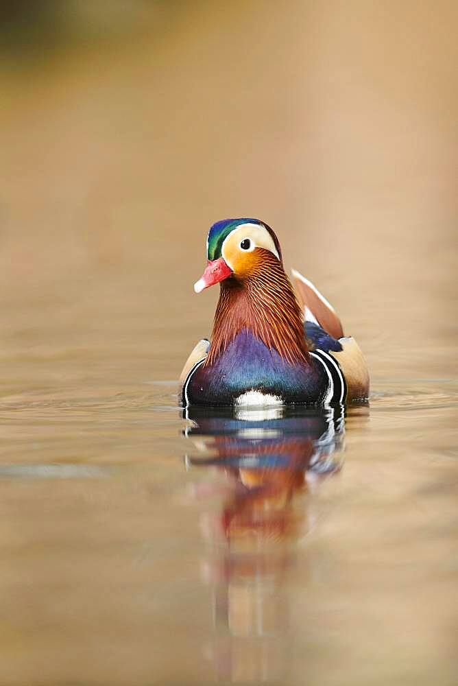 Mandarin duck (Aix galericulata) male, swimming in water, Bavaria, Germany, Europe