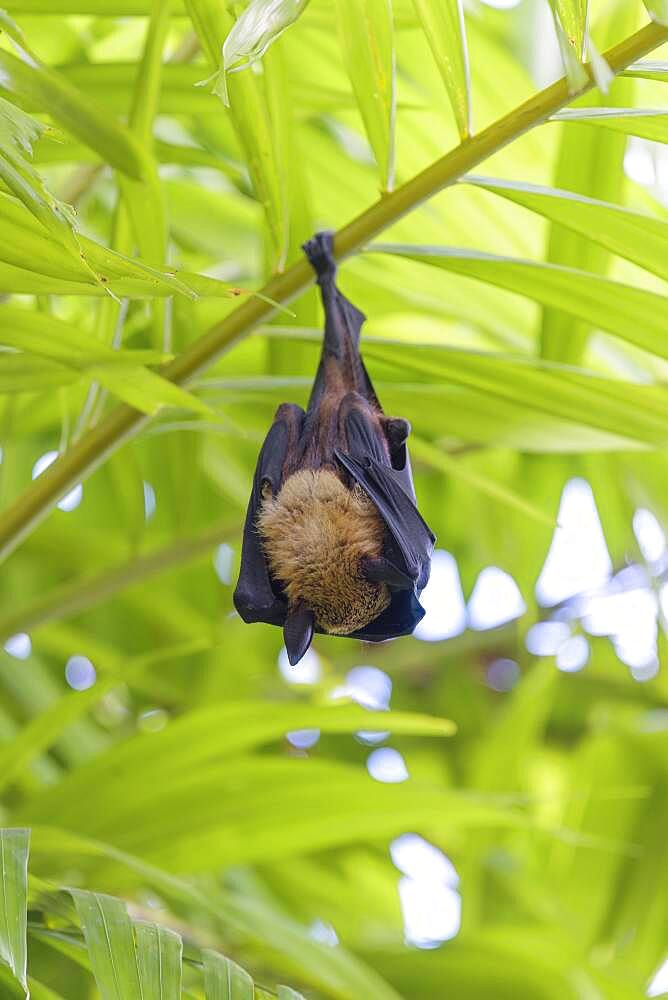 Indian Flying Fox (Pteropus medius) sleeping, Kuramathi, Maldives, Asia