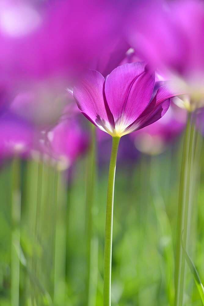 Tulips (Tulipa), purple flowers, North Rhine-Westphalia, Germany, Europe