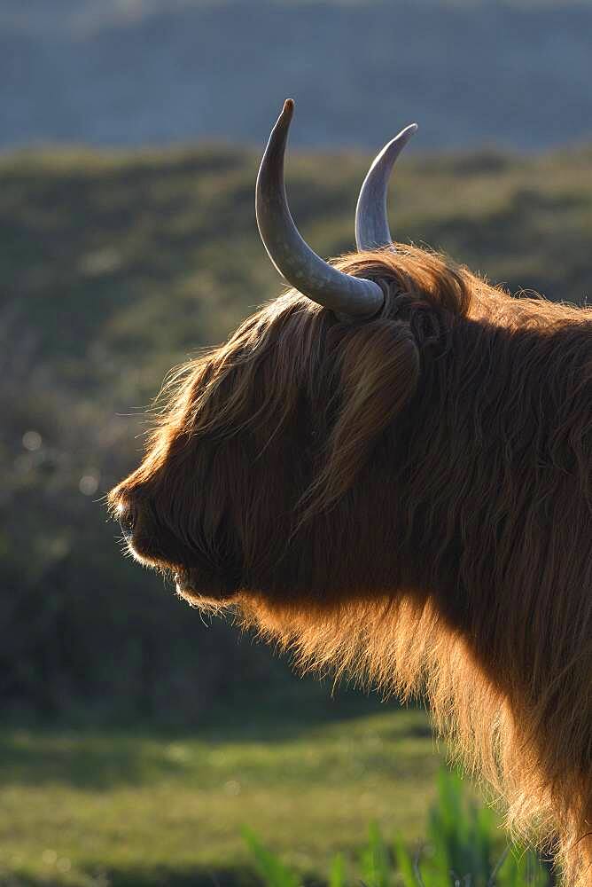 Scottish Highland Cattle (Bos taurus), portrait in backlight, April, Texel Island, North Sea, North Holland, Netherlands