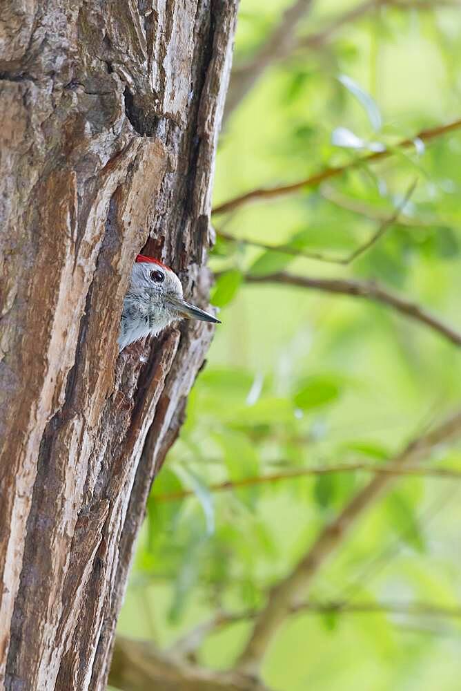 Middle spotted woodpecker (Dendrocopos medius) looking out of nest hole, Lower Saxony, Germany, Europe