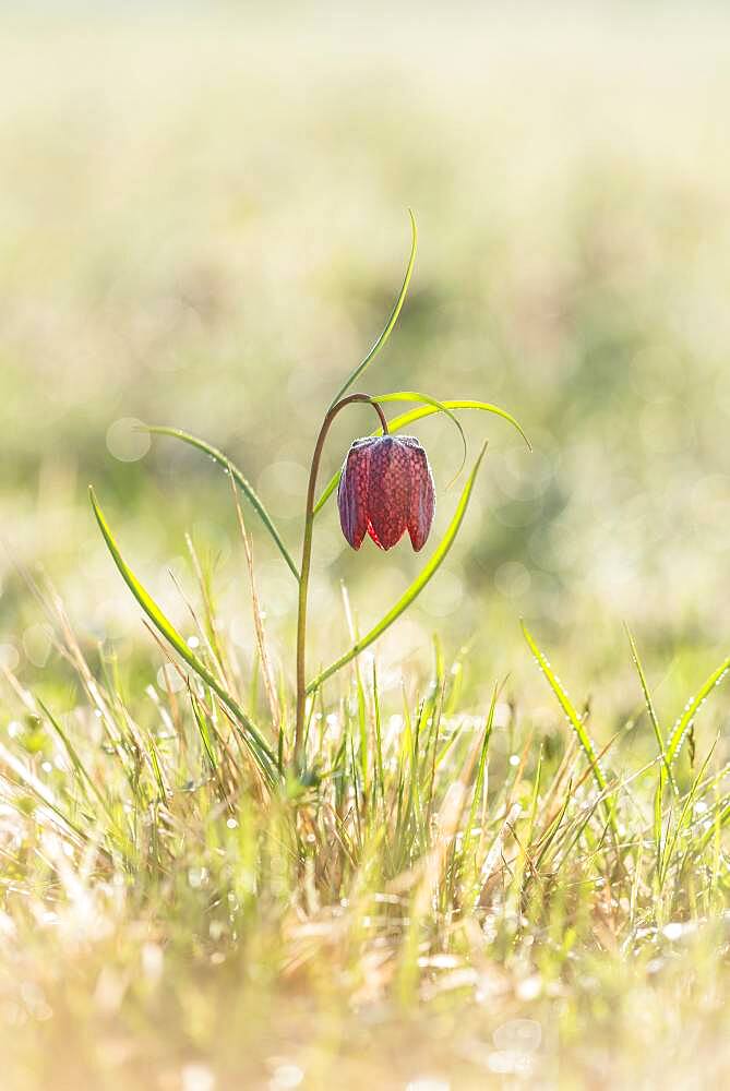 Chess flower, also known as checkerboard flower (Fritillaria meleagris), Grosssteinbach, Styria, Austria, Europe