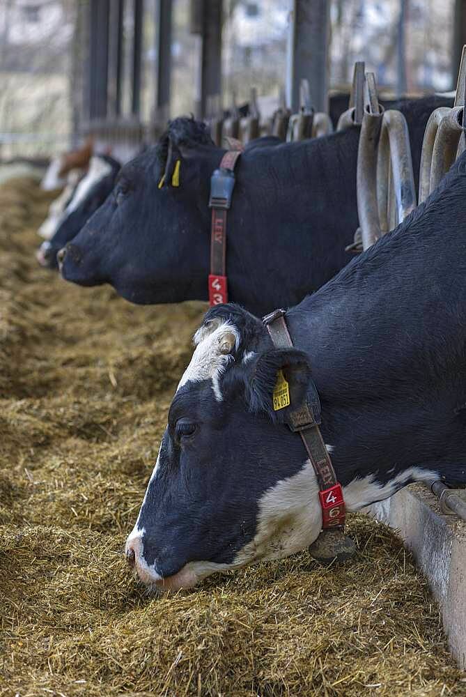 Holstein cows at the feeding fence in an open cowshed, Bavaria, Germany, Europe