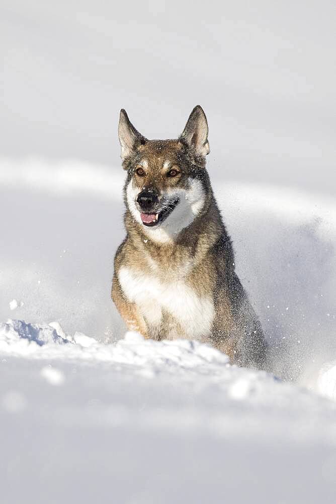 Shepherd dog mixed-breed playing in deep snow, Austria, Europe