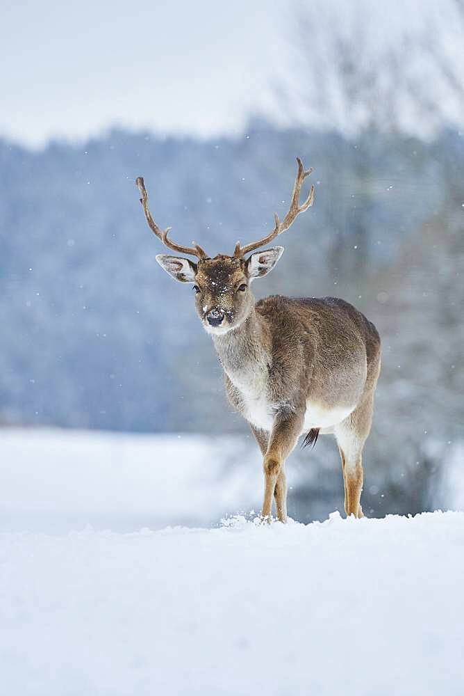 Fallow deer (Dama dama) on a snowy meadow, Bavaria, Germany, Europe