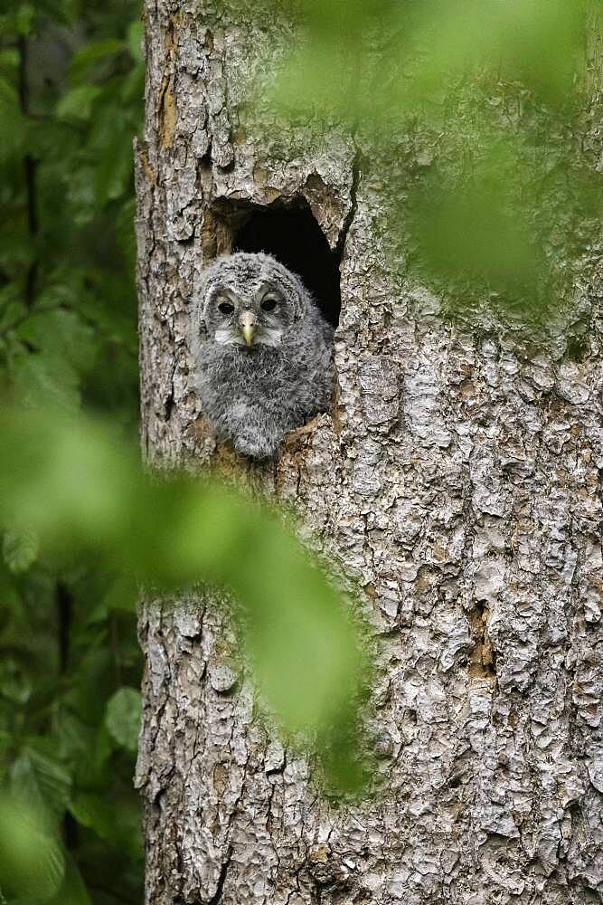 Young hawk owl (Strix uralensis), looking out of the breeding hole, Bavarian Forest, Germany, Europe