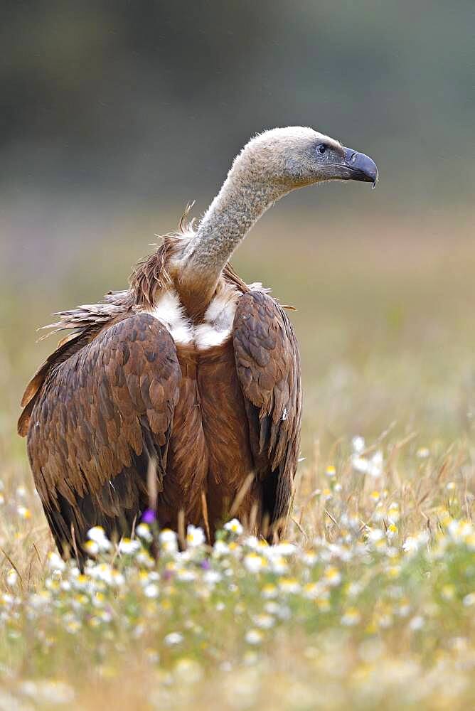 Griffon vulture (Gyps fulvus), feeding ground, Extremadura, Spain, Europe