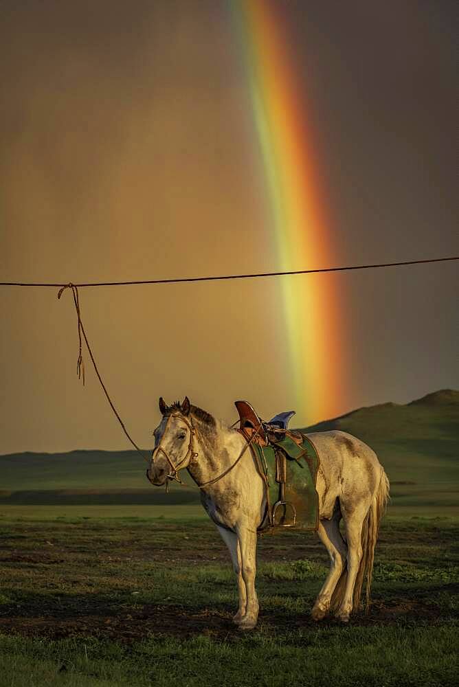 Domestic Horse (Equus ferus caballus) under colourful rainbow, Arkhangai Province, Mongolia, Asia