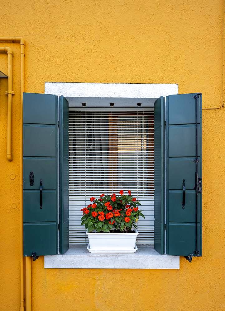 Yellow house, window with flowers, colorful house, colorful facade, Burano Island, Venice, Veneto, Italy, Europe