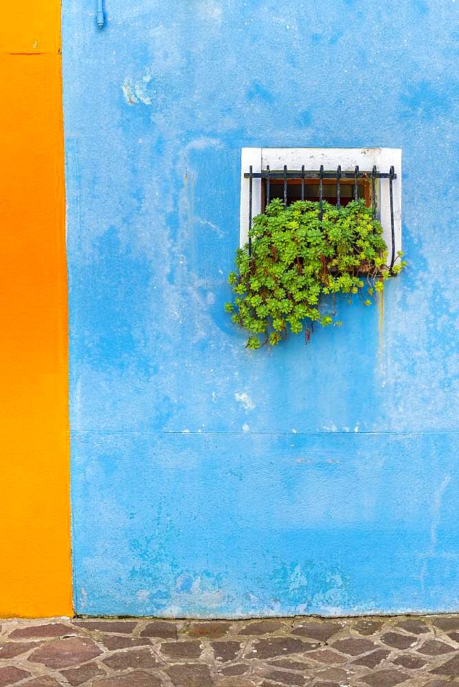 Blue house wall with window, houses, colorful facade, Burano Island, Venice, Veneto, Italy, Europe