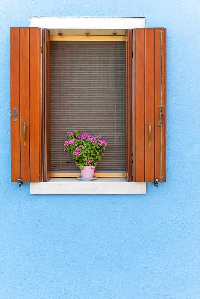 Blue wall, window with flower decoration, colorful house wall, colorful facade, Burano Island, Venice, Veneto, Italy, Europe