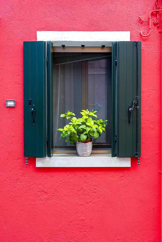 Red wall with window and flower decoration, colorful house wall, colorful facade, Burano Island, Venice, Veneto, Italy, Europe