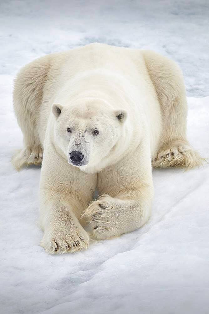 Polar bear (Ursus maritimus) resting on pack ice, Arctic, Spitsbergen, Svalbard