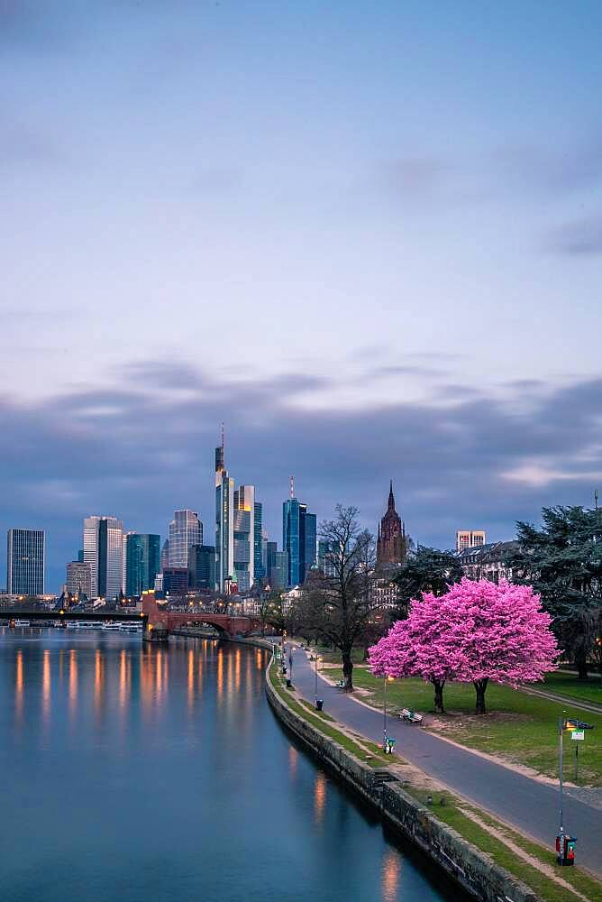 Pink flowering cherry trees (Prunus) and the skyline of Frankfurt, Hesse, Germany, Europe