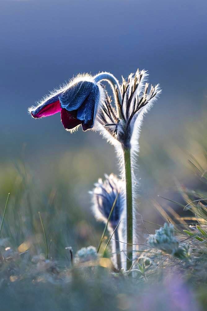 Meadow pasque flower (Pulsatilla pratensis) or black pasque flower, Burgenland, Austria, Europe