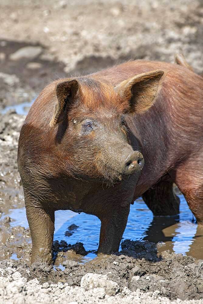 Duroc pig, old domestic breed from the USA, Eggen-Hof, Vomp, Tyrol, Austria, Europe