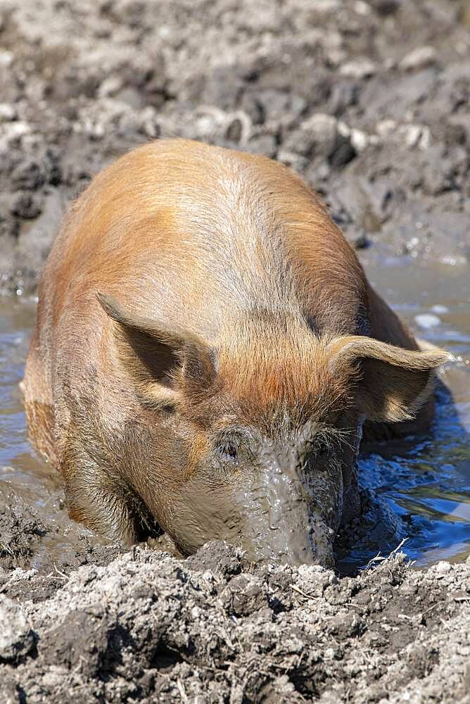 Duroc pig, old domestic breed from the USA, Eggen-Hof, Vomp, Tyrol, Austria, Europe