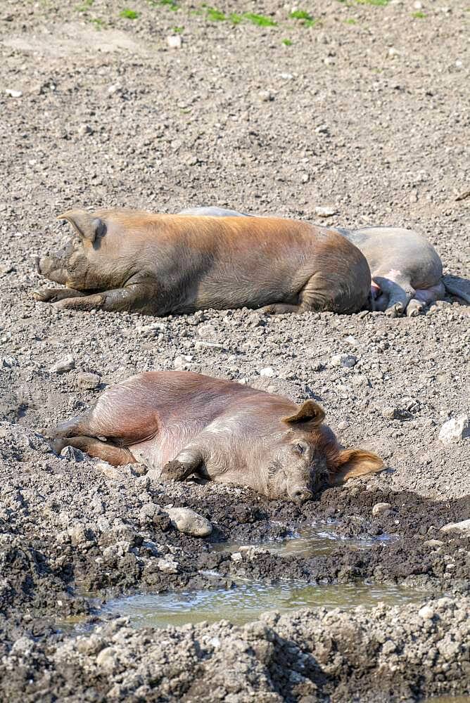 Duroc pig, old domestic breed from the USA, Eggen-Hof, Vomp, Tyrol, Austria, Europe