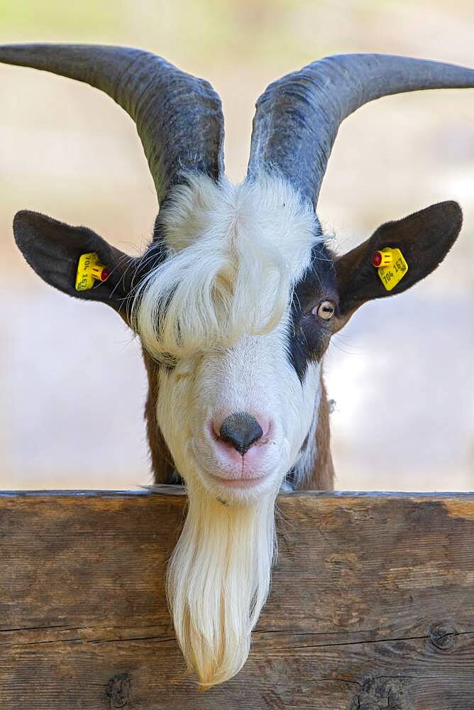 Tauernschecken domestic goat, Eggen-Hof, Vomp, Tyrol, Austria, Europe