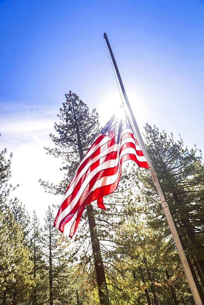 Dramatic half mast american flag among trees