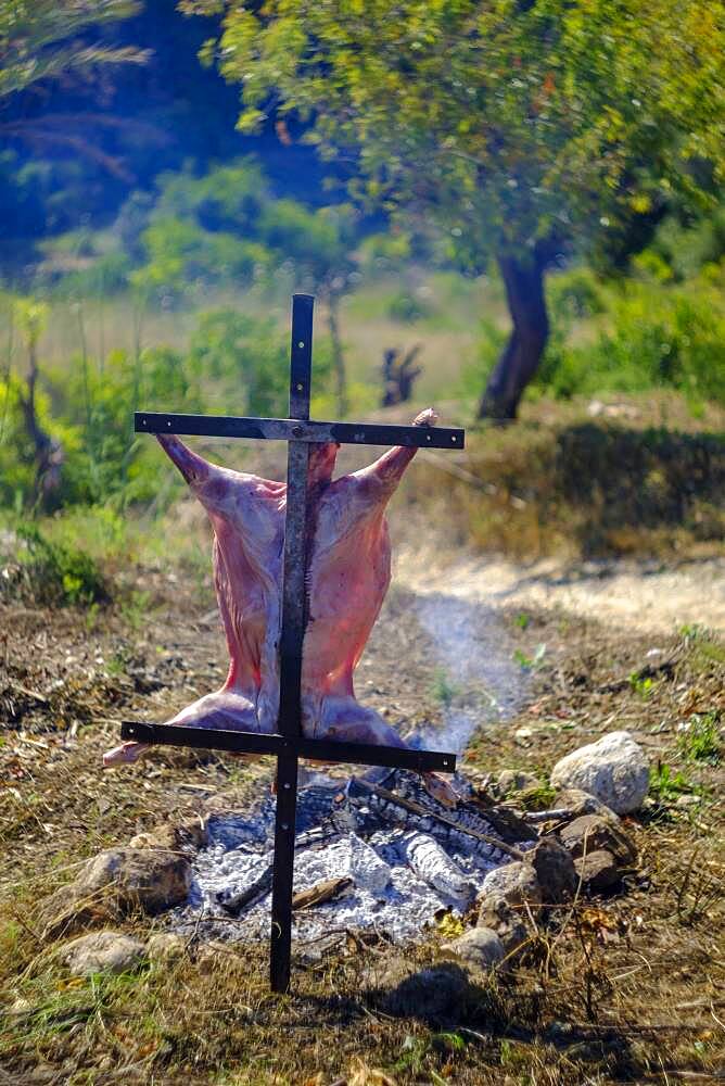 Whole lamb asado, barbecuing on iron cross spit next to open fire in Altea La Vella, Alicante, Spain, Europe