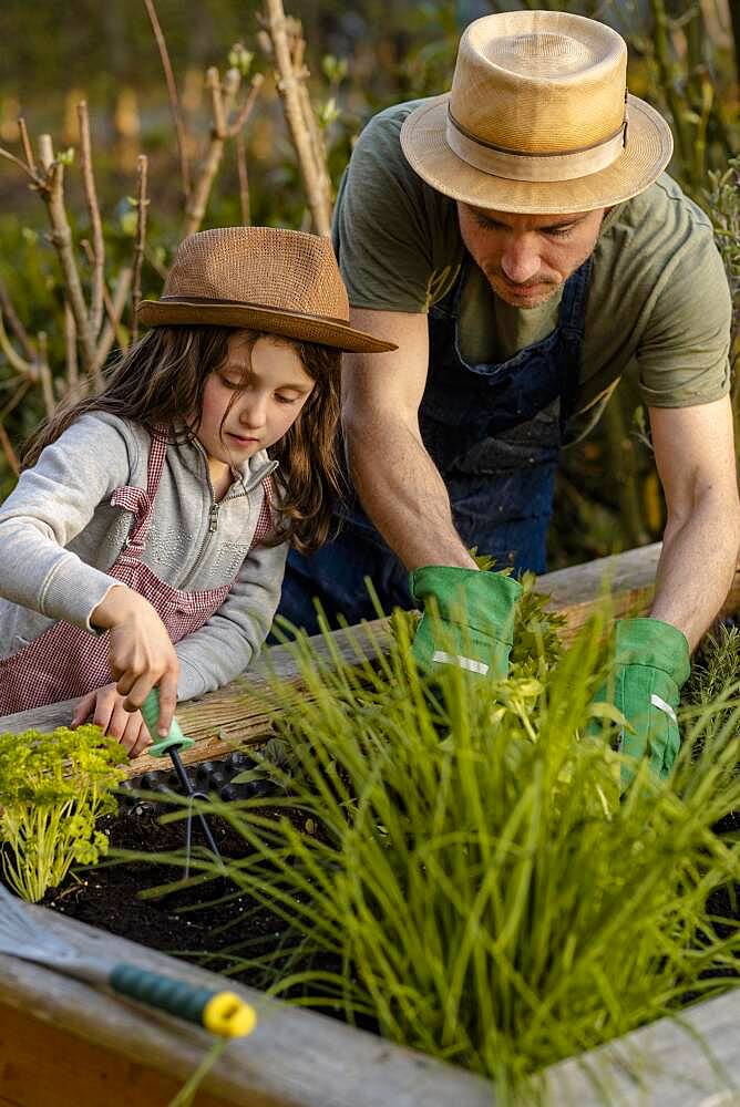 Father and daughter working on the raised bed