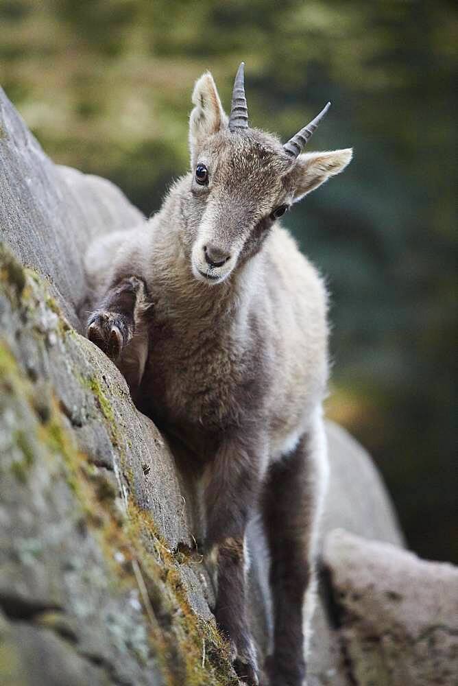 Alpine ibex (Capra ibex), climbing, Germany, Europe