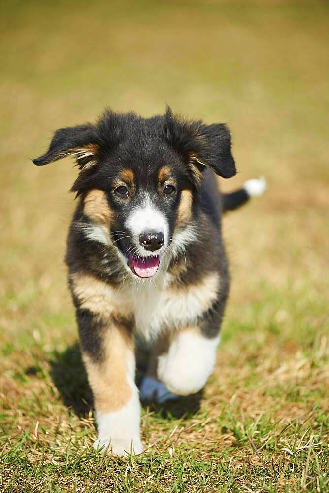 Mixed-bread dog (Australian Shepherd and Golden Retriever), Bavaria, Germany, Europe