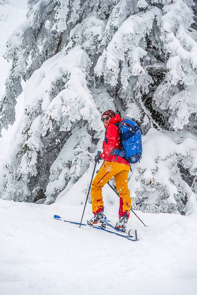 Young woman on ski tour in snowfall, ski tourers, ski tour to Brecherspitze, Mangfall Mountains, Bavarian Prealps, Upper Bavaria, Bavaria, Germany, Europe