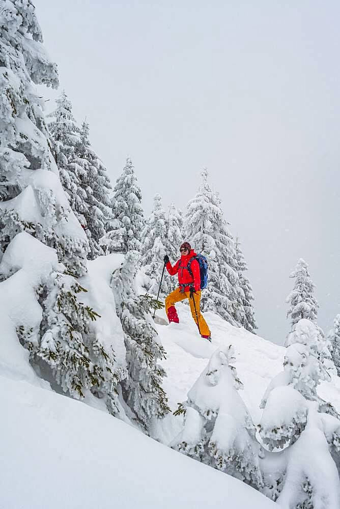 Young woman on ski tour in snowfall, ski tourers, ski tour to Brecherspitze, Mangfall Mountains, Bavarian Prealps, Upper Bavaria, Bavaria, Germany, Europe