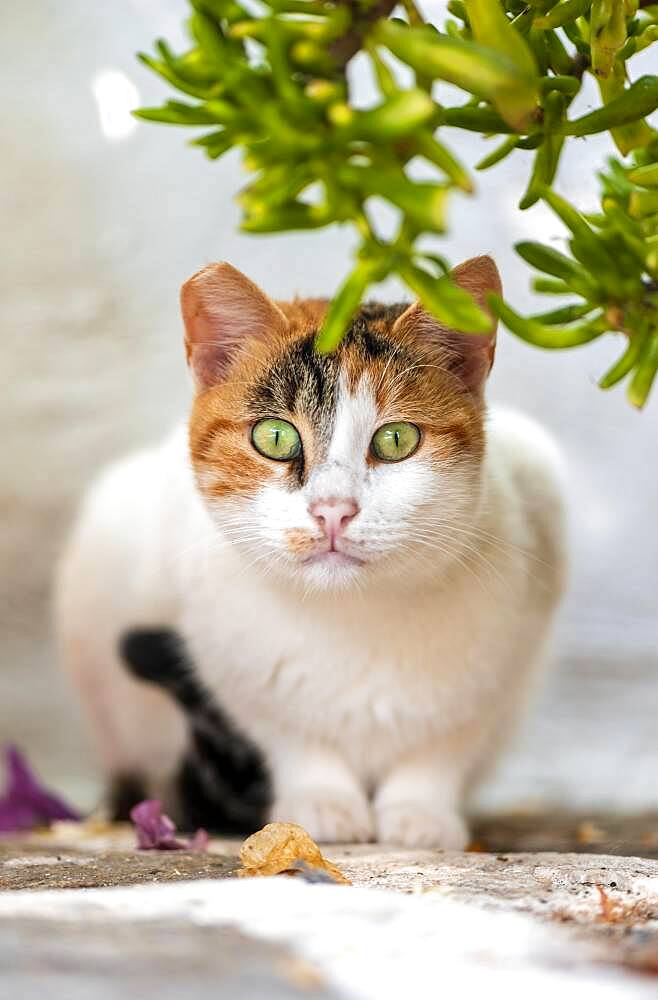 Cat with green eyes lying on the ground, Paros, Cyclades, Aegean Sea, Greece, Europe