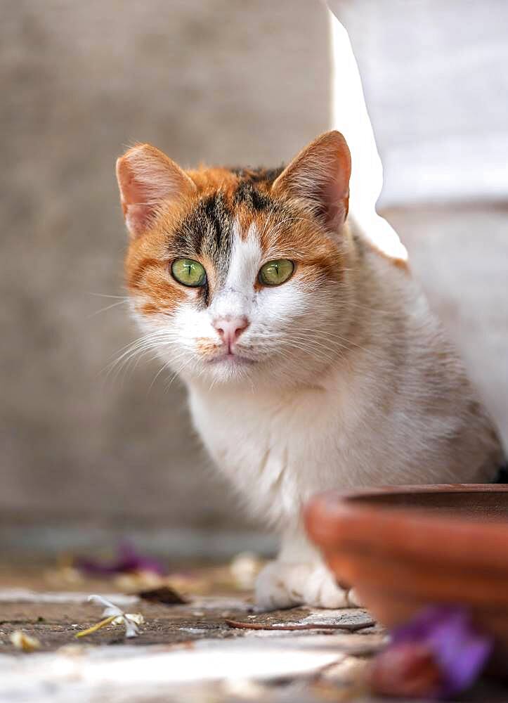 Cat with green eyes looking out, Paros, Cyclades, Aegean Sea, Greece, Europe