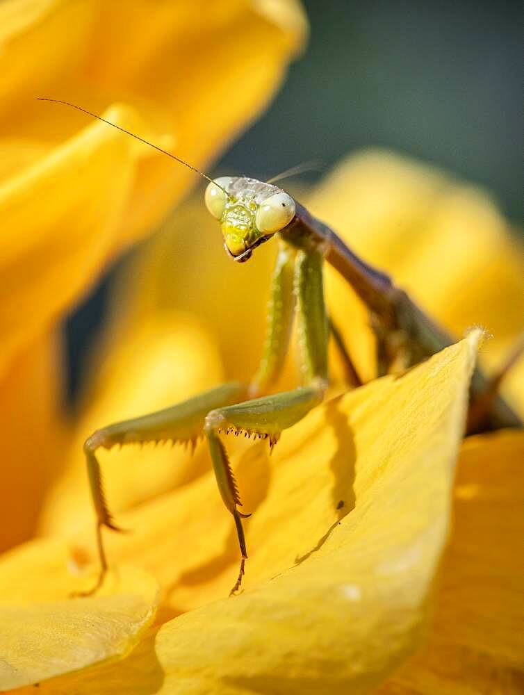 European mantis (mantis religiosa) on a flower, Paros, Aegean Sea, Greece, Europe