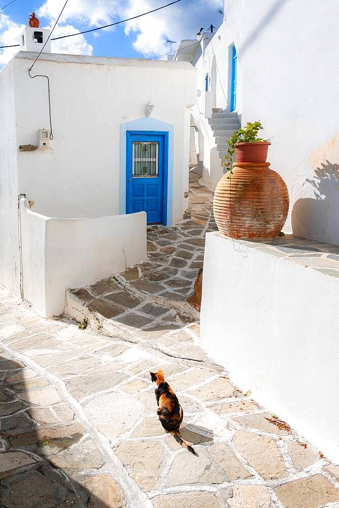 Cat in an alley, Lefkes, Paros, Cyclades, Aegean Sea, Greece, Europe