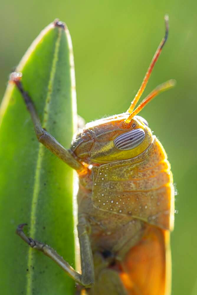 Egyptian locust (Anacridium aegyptium) on a plant, Paros, Aegean Sea, Greece, Europe