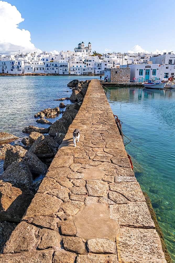 White and black cat on harbour wall, harbour town Naoussa, island Paros, Cyclades, Greece, Europe