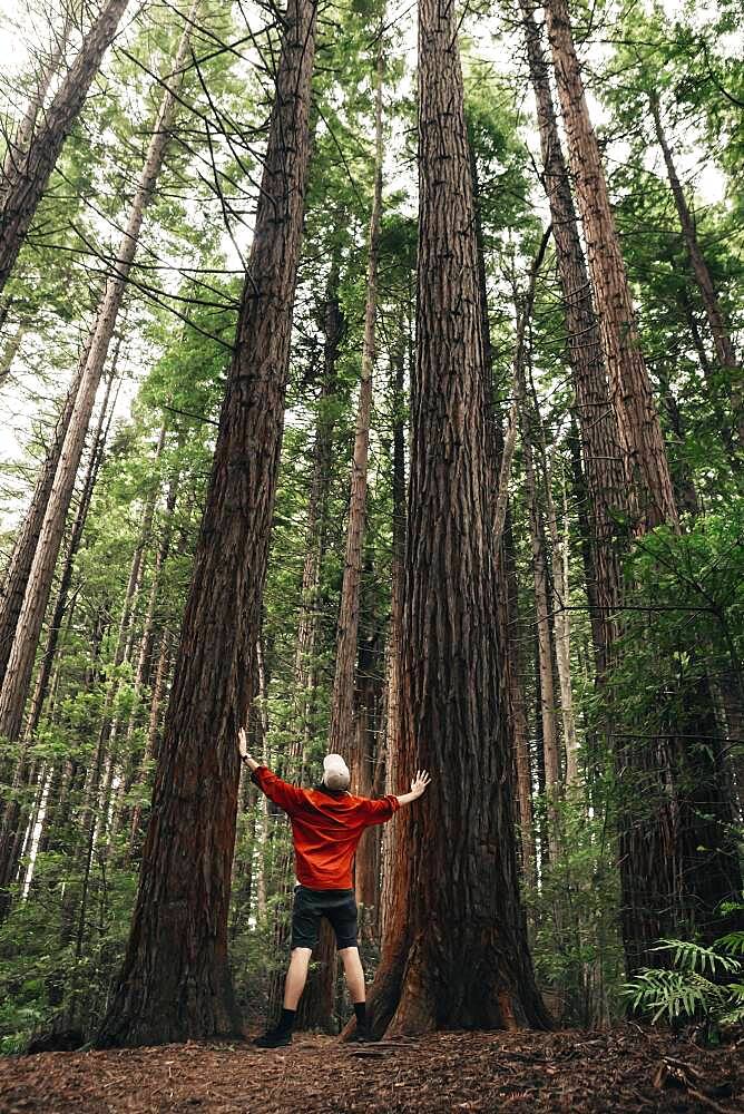 Guy standing between two trees, Redwoods Forest, Whakarewarewa, North Island, New Zealand, Oceania