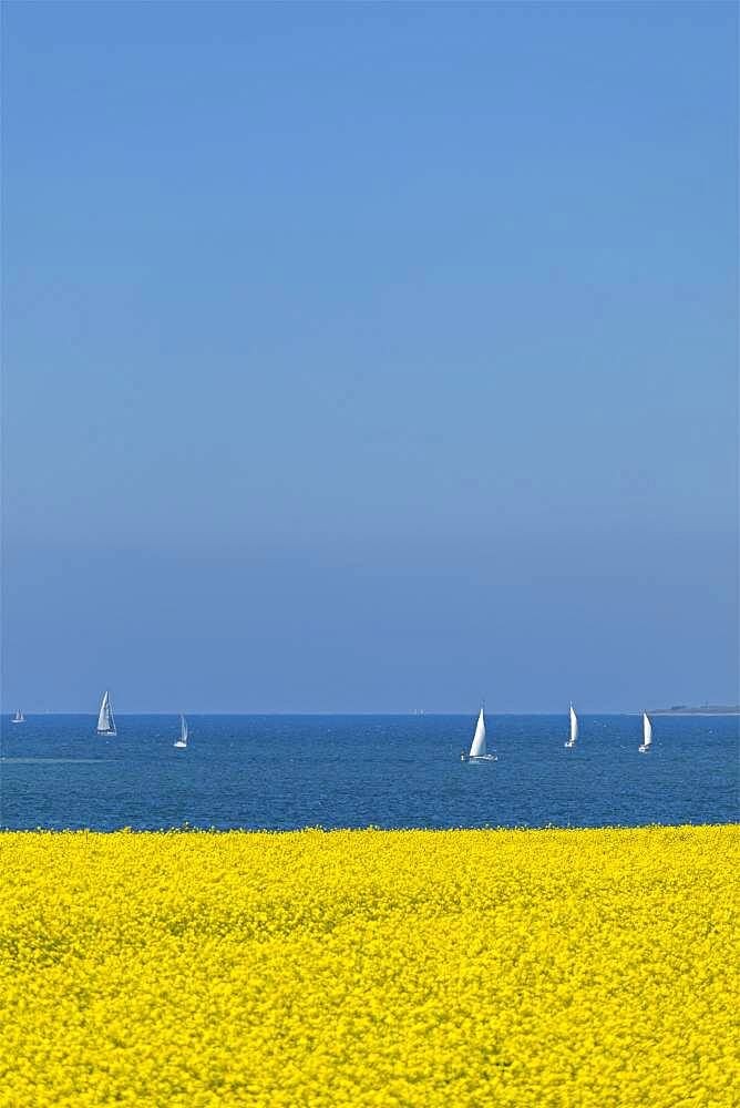 Rape field near Luetjenbrode, sailing boats, Grossenbrode, Schleswig-Holstein, Germany, Europe