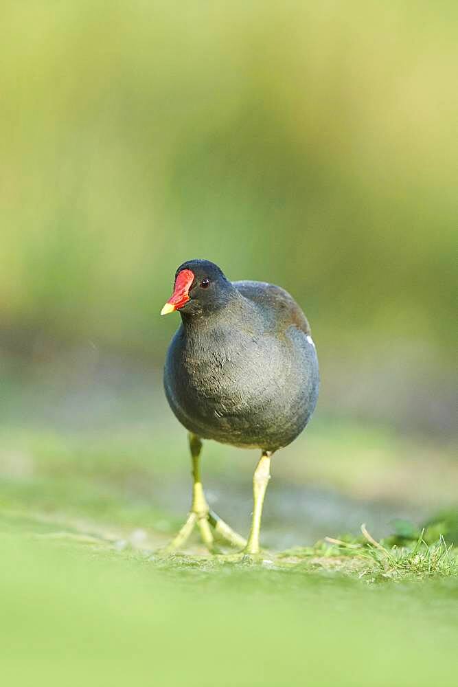 Common moorhen (Gallinula chloropus) on a meadow Frankonia, Bavaria, Germany, Europe