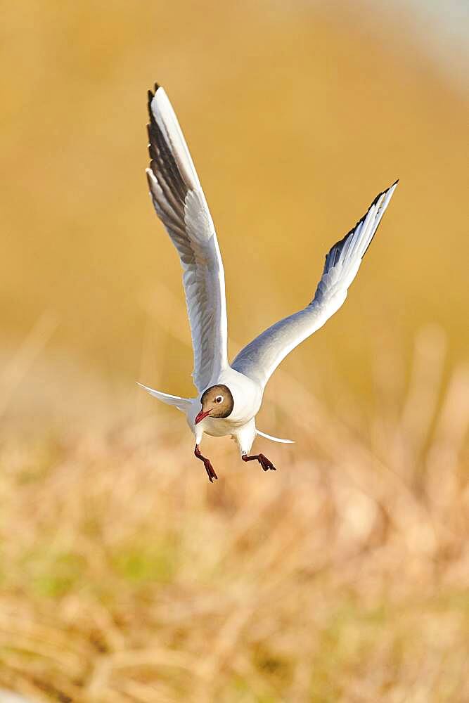 Black-headed gull (Chroicocephalus ridibundus) flying, Bavaria, Germany, Europe