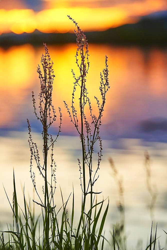 Red sorrel, sheep's sorrel, field sorrel or sour weed (Rumex acetosella) growing beside danubia river at sunset, bavaria, Germany, Europe