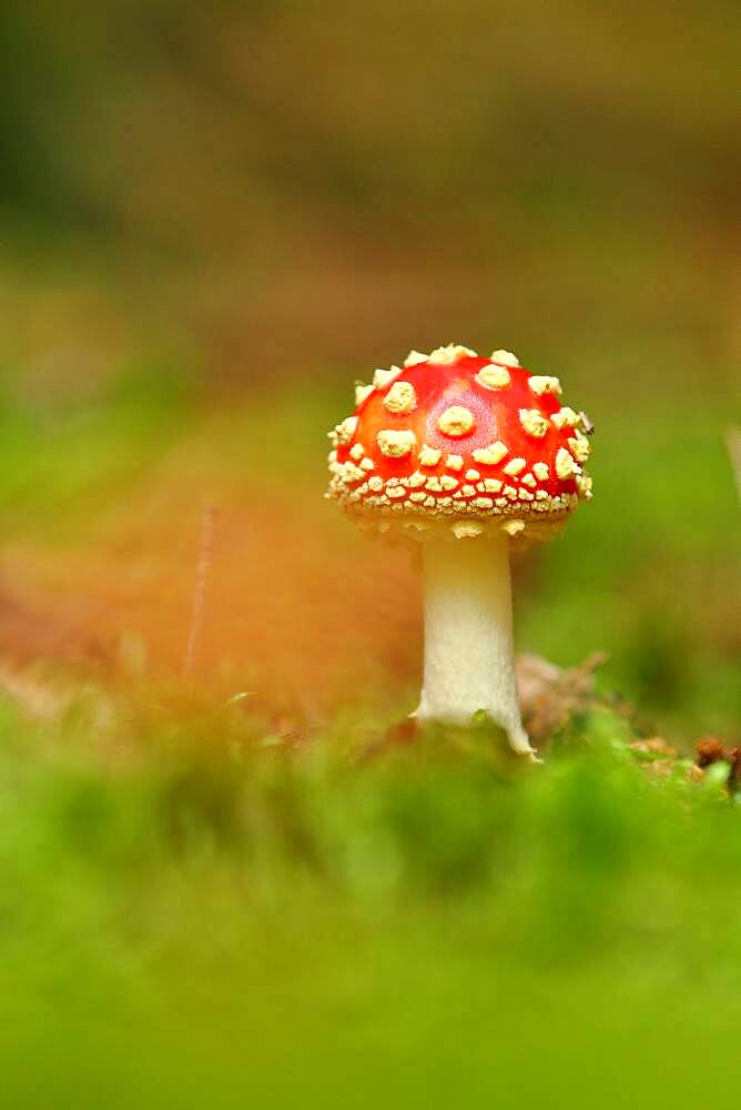 Fly agarics (Amanita muscaria) on forest floor, Wilden, North Rhine-Westphalia, Germany, Europe