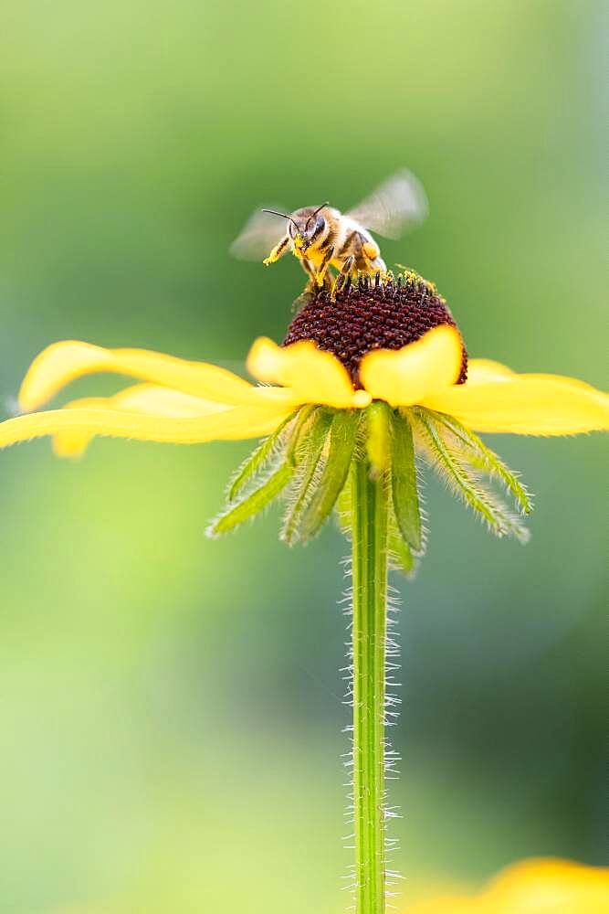 Honey bee (Apis mellifera) on yellow (Echinacea paradoxa) coneflower, Altona, Hamburg, Germany, Europe