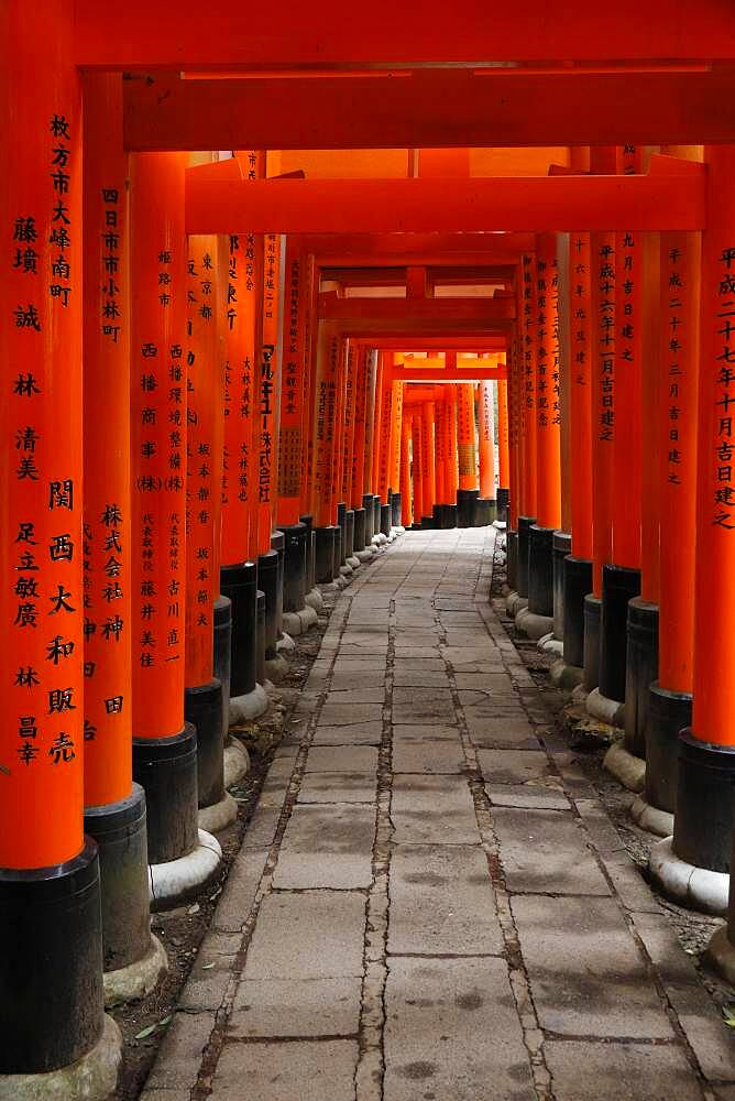 Famous torii gates on the path to Fushimi Inari Taisha shrine on Mount Inari in Kyoto, Japan, Asia