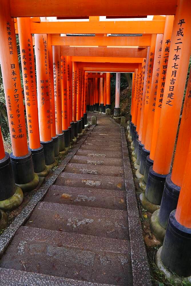 Famous torii gates on the path to Fushimi Inari Taisha shrine on Mount Inari in Kyoto, Japan, Asia