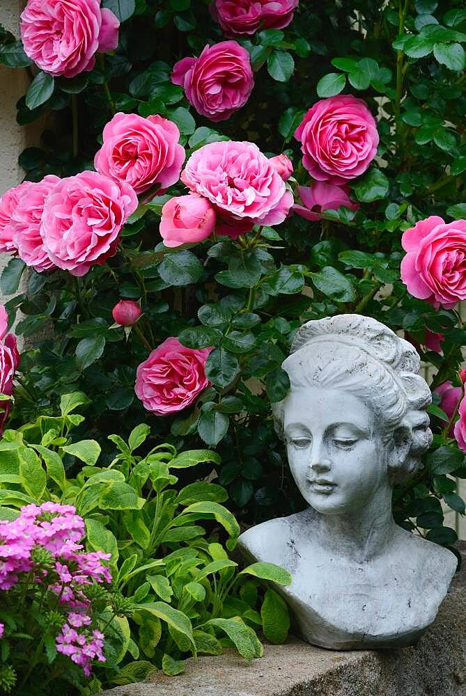 Female bust with roses, variety 'Leonardo da Vinci', Germany, Europe