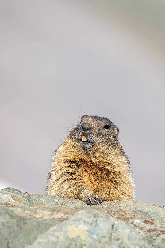 Alpine Marmot (Marmota marmota), Hohe Tauern Natonal Park, Carinthia, Austria, Europe