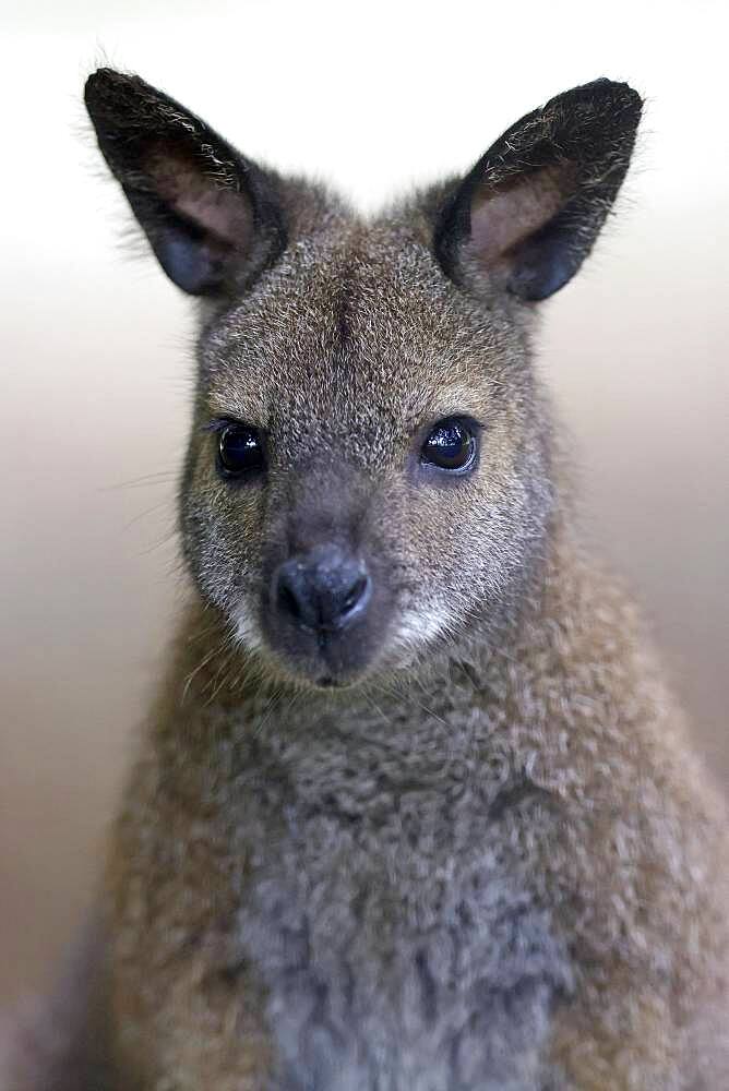 Red-necked wallaby (Macropus rufogriseus), animal portrait, captive, Germany, Europe